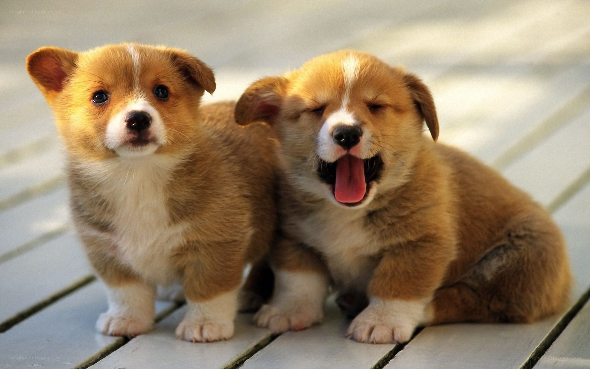 Two corgi puppies playing