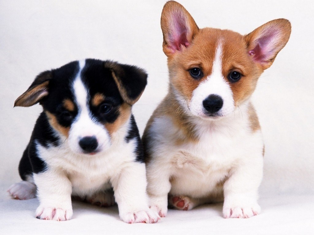Two corgi puppies sitting
