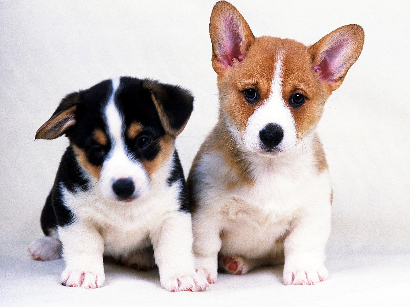 Two corgi puppies sitting