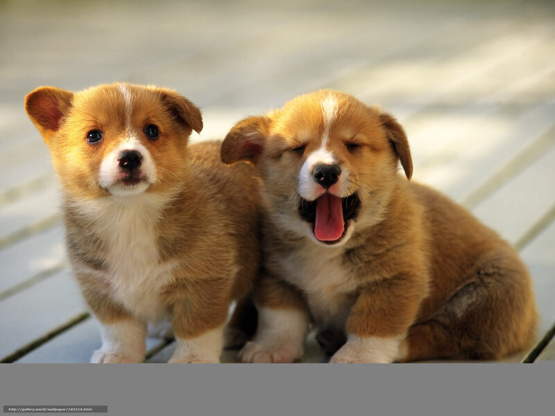 Two corgi puppies together