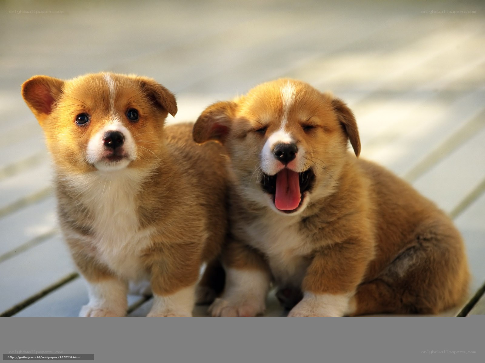 Two corgi puppies together