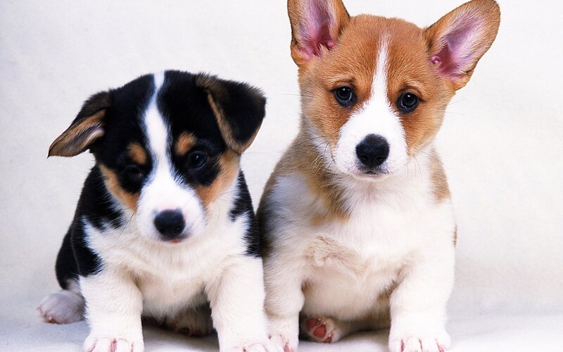 Two Corgi Puppies — White, Calm
