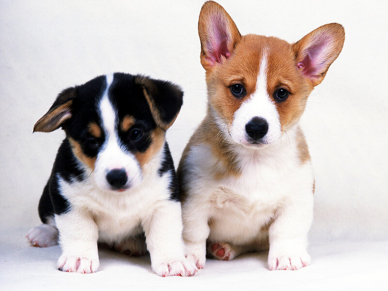 Two Corgi Puppies — White, Innocent