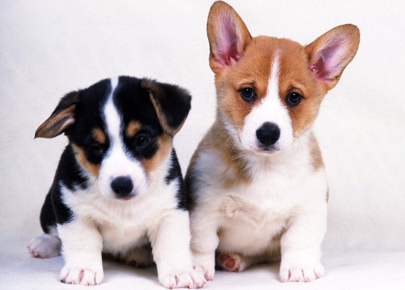 Two Corgi Puppies — White