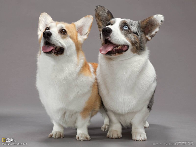 Two corgis posing together