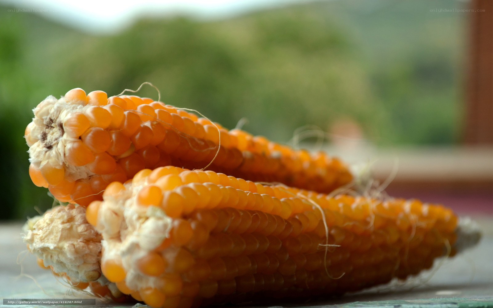 Two corn cobs on a table