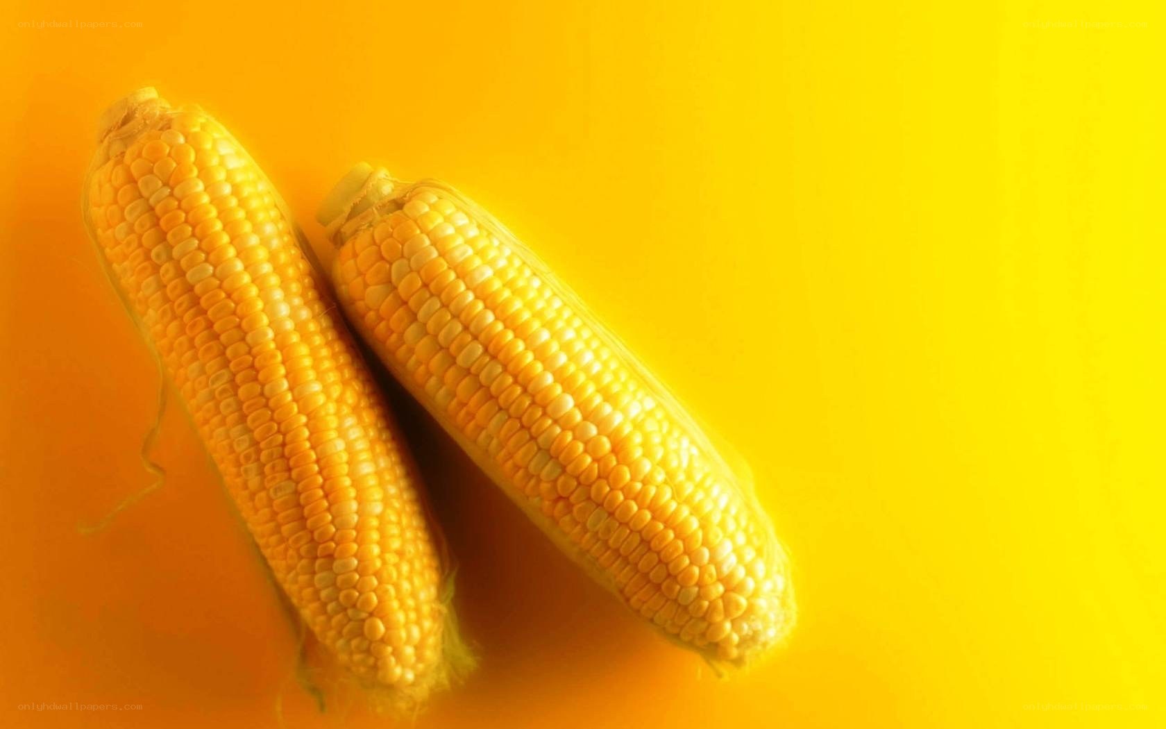Two corn cobs on yellow