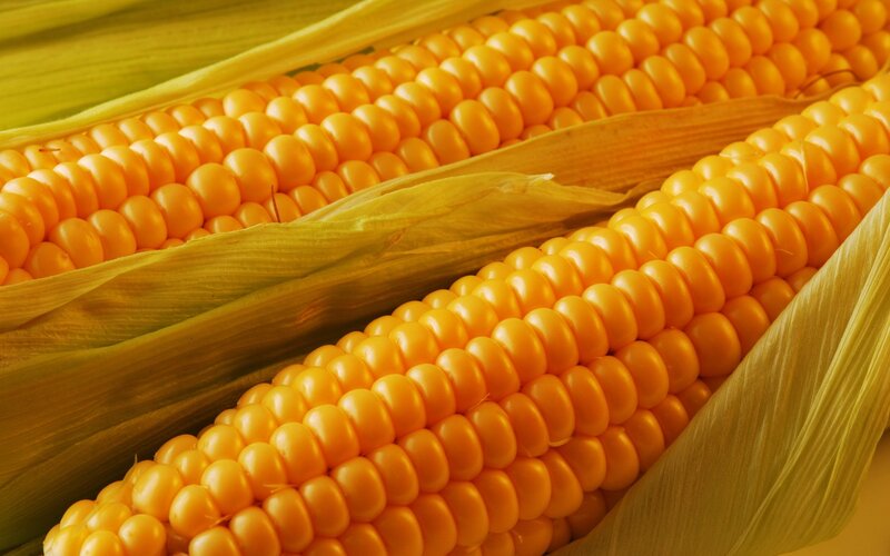 Two Corn Cobs — Yellow, Natural, Photograph