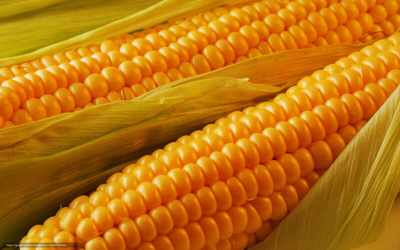 Two Corn Cobs — Yellow, Natural