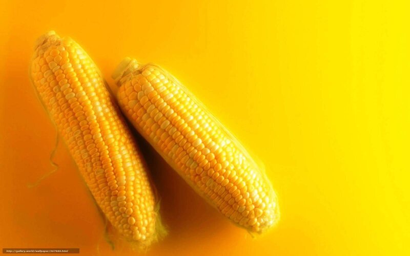Two Corn Cobs — Yellow, Vibrant