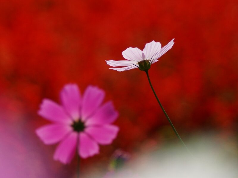 Two Cosmos Flowers — Red