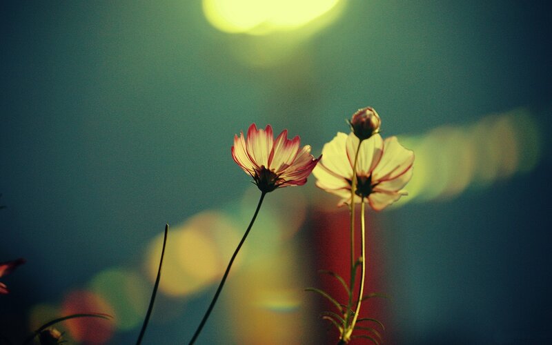 Two Cosmos Flowers