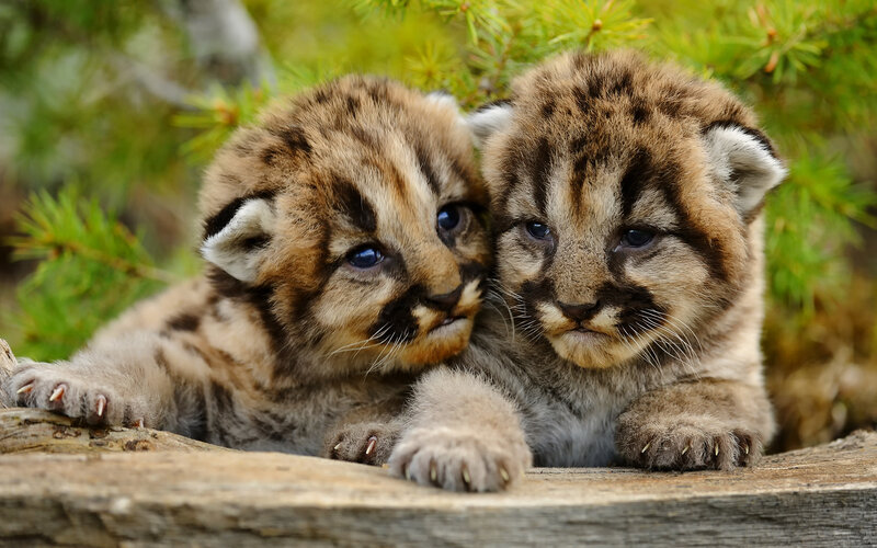 Two Cougar Cubs — Brown, Calm