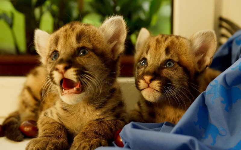 Two Cougar Cubs — Brown, Curious