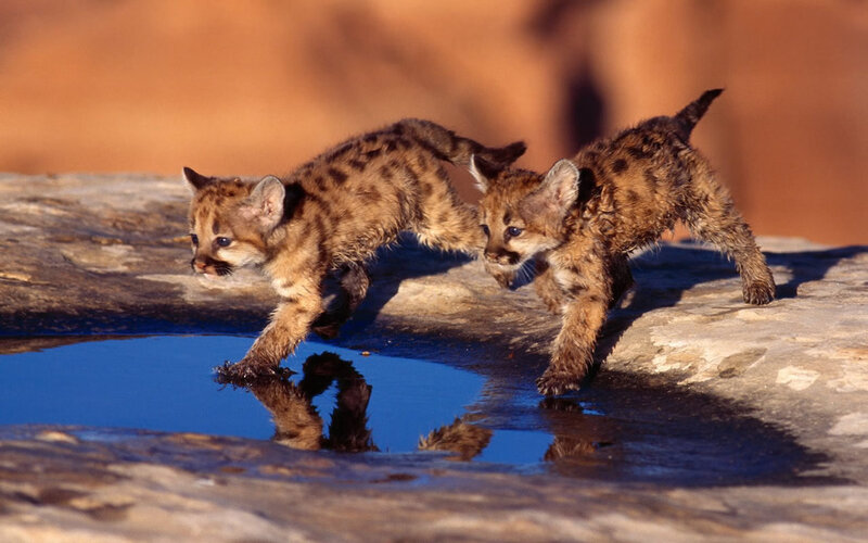 Two Cougar Cubs — Brown