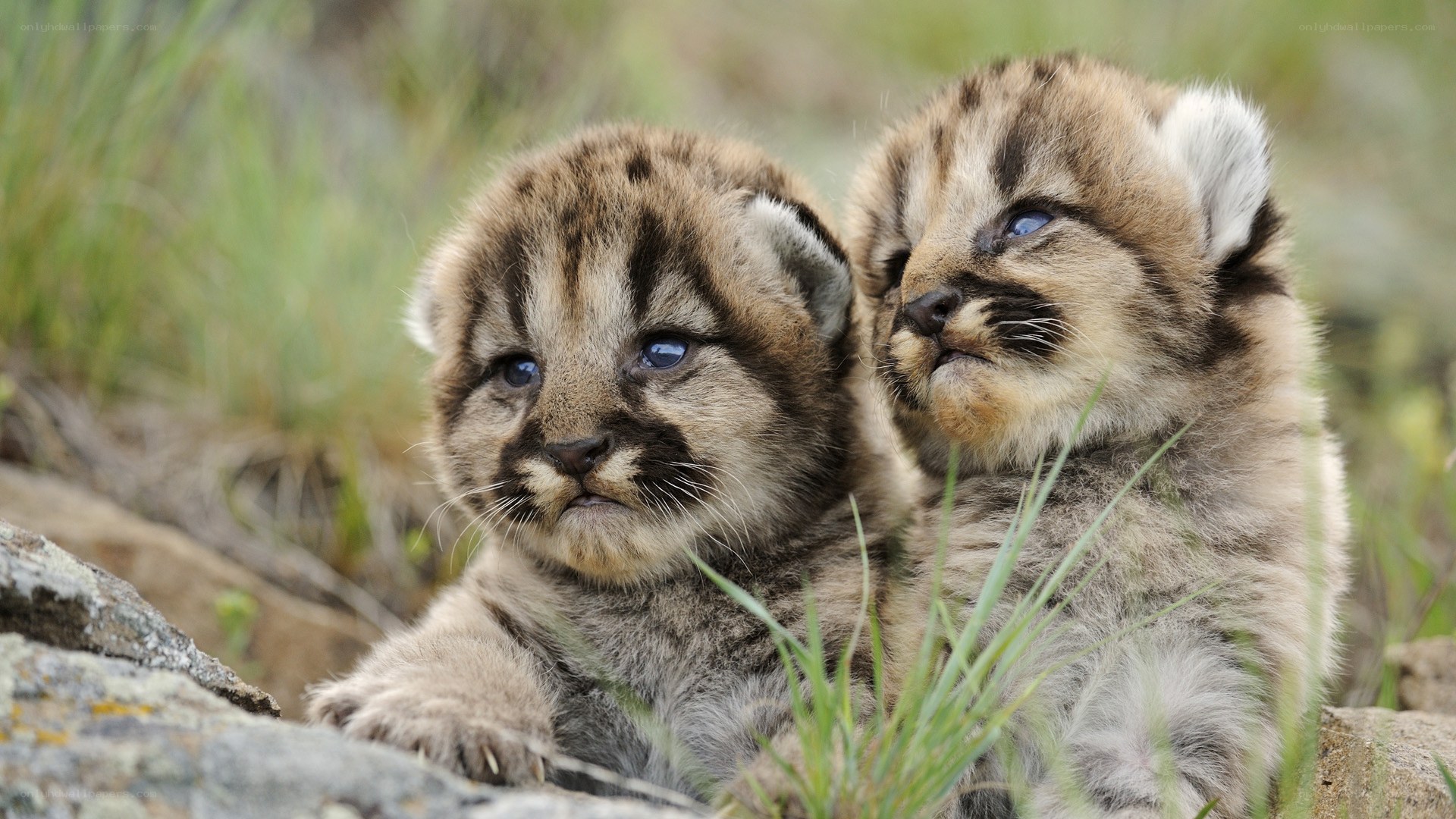 Two cougar cubs in grass