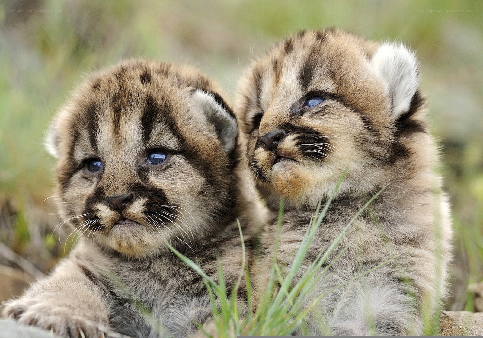 Two cougar cubs in grass