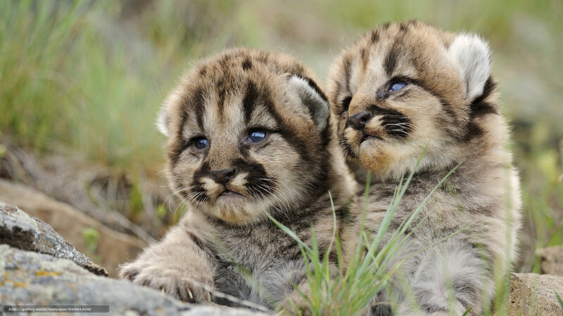 Two cougar cubs in grass