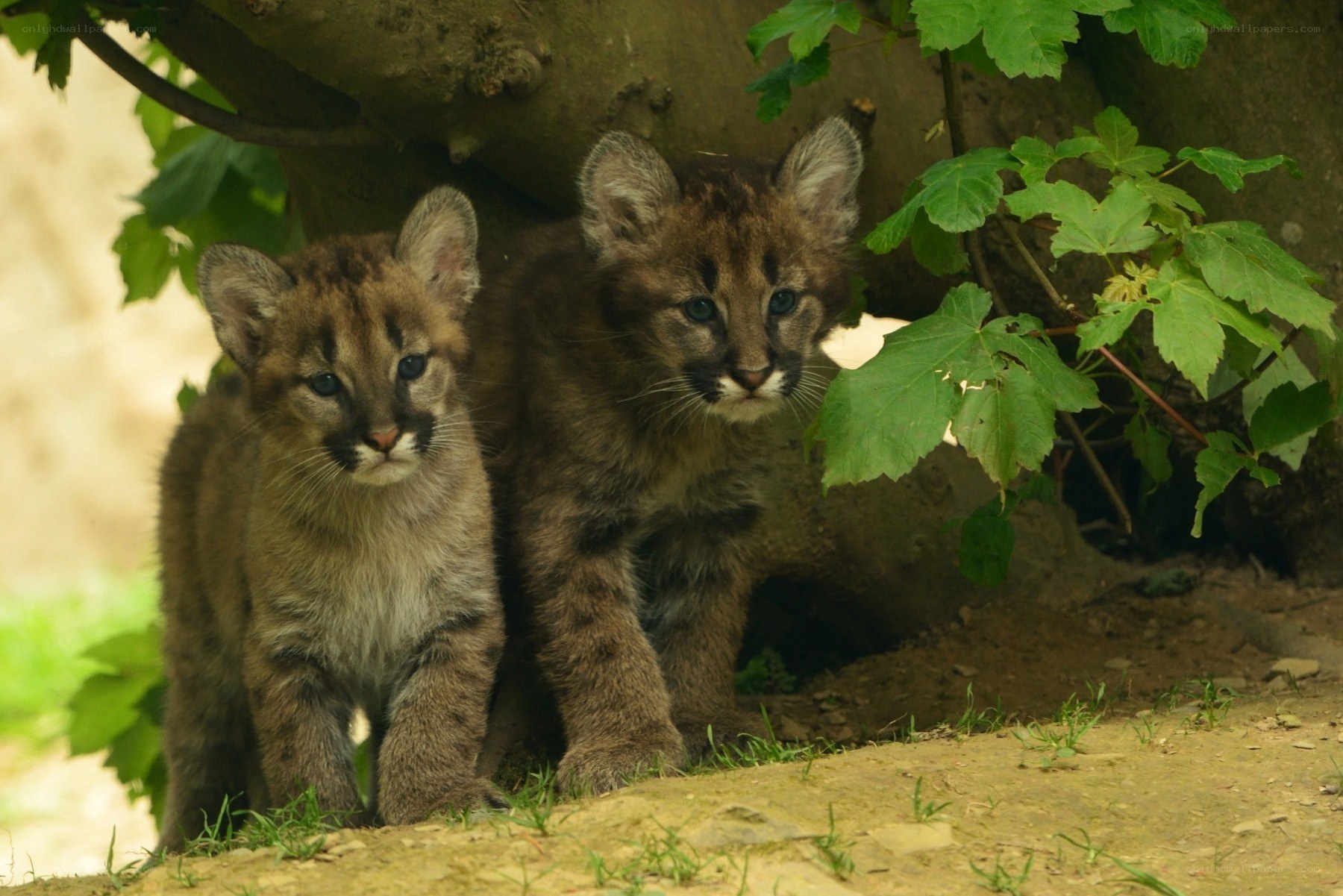 Two cougar cubs in the wild