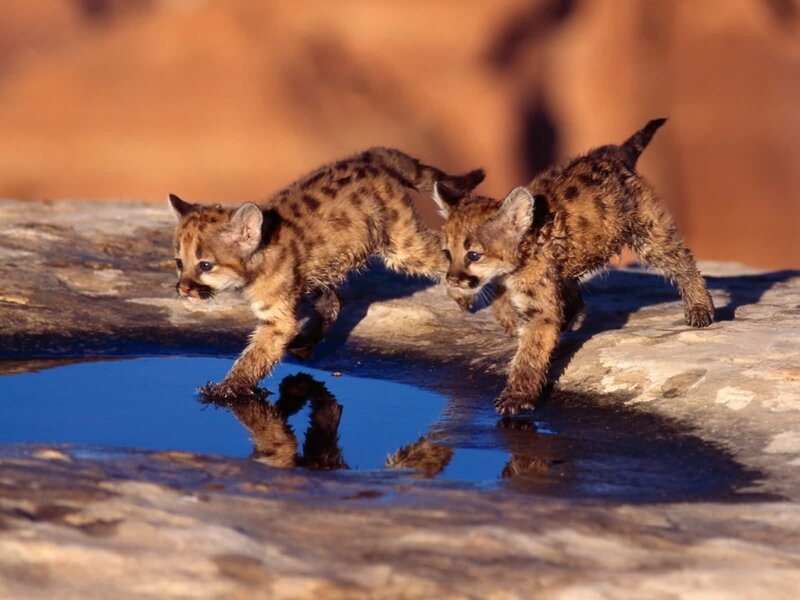 two cougar cubs near water