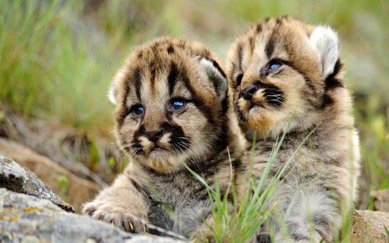 Two Cougar Cubs