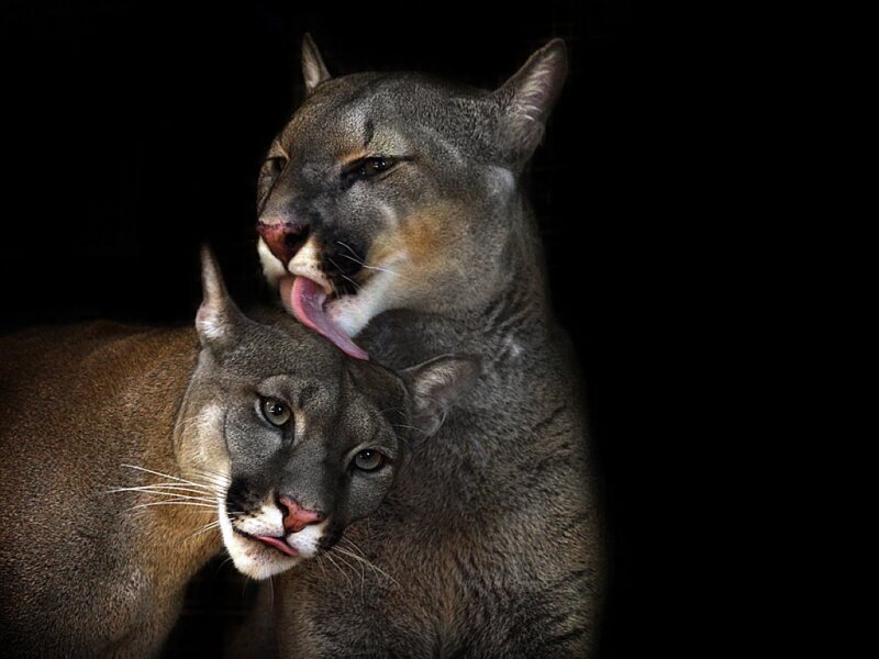 Two cougars grooming each other