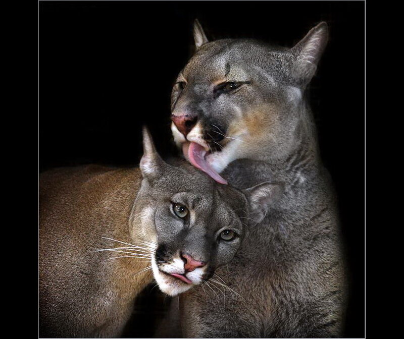 Two Cougars Grooming — Gray, Intimate