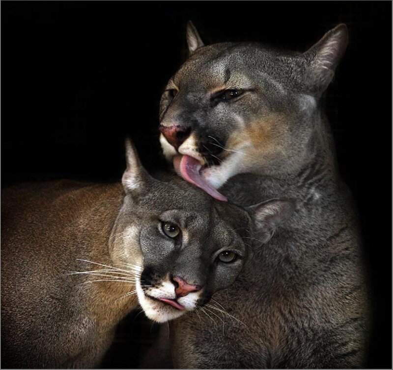 Two Cougars Grooming — Gray
