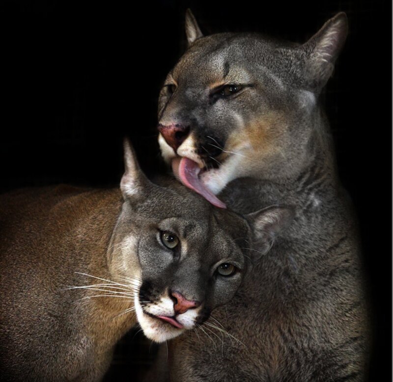 Two Cougars Grooming