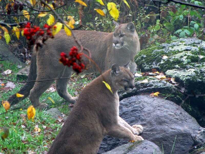 Two cougars in a forest