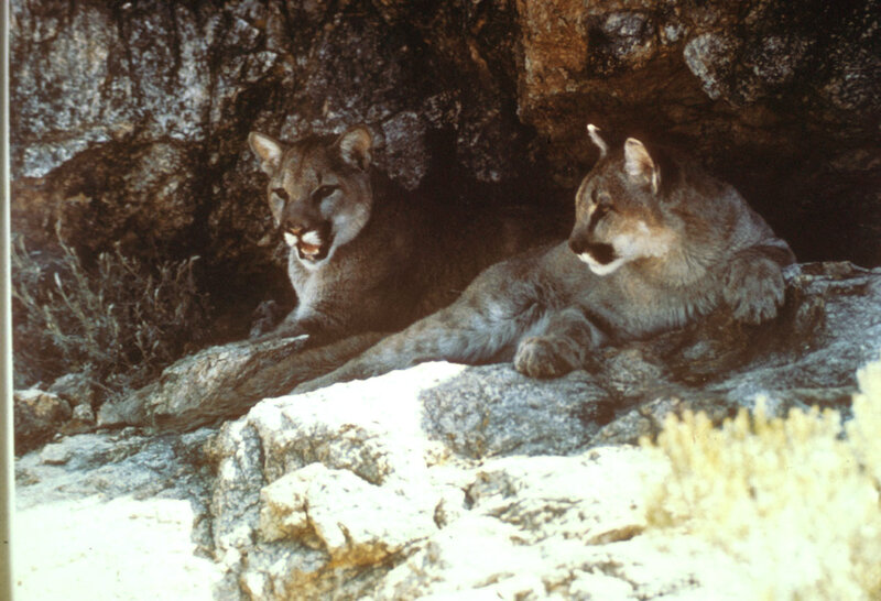 Two Cougars in Cave