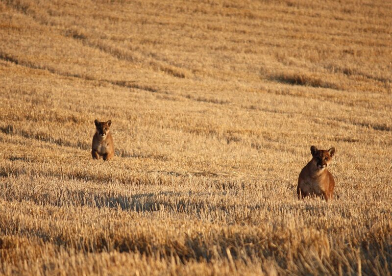 Two Cougars in Field