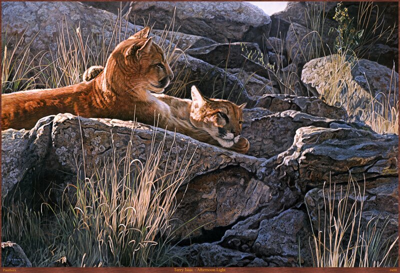 Two Cougars on Rocks