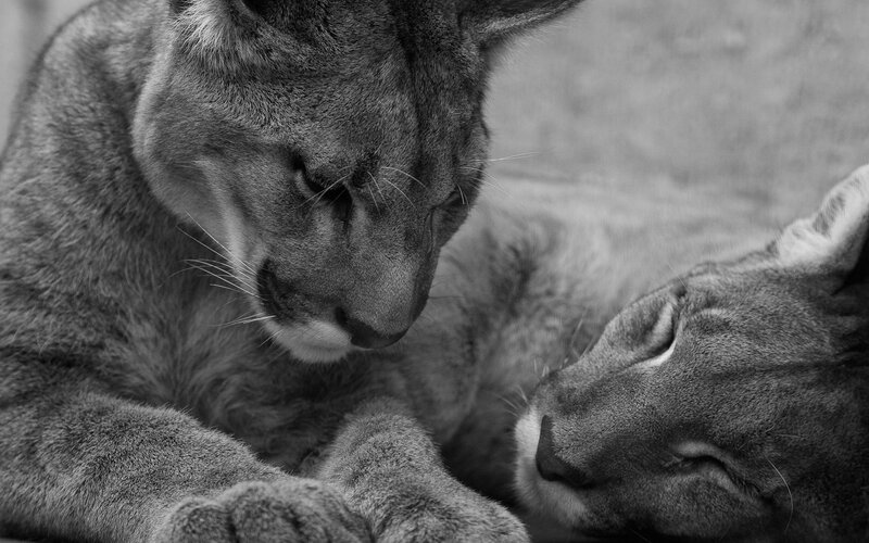 Two Cougars Resting — Black, Calm