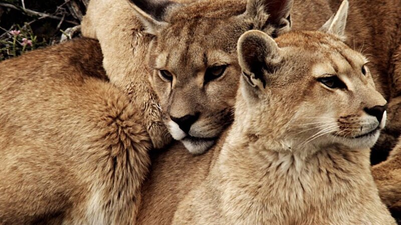 Two Cougars Resting — Brown, Calm, Photograph