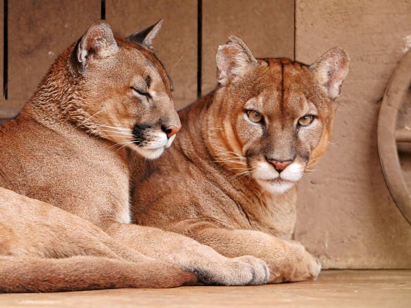 Two Cougars Resting — Brown, Calm