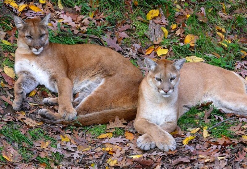 Two Cougars Resting — Brown