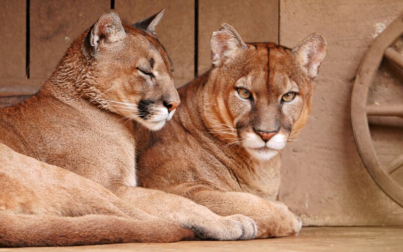 Two cougars resting together