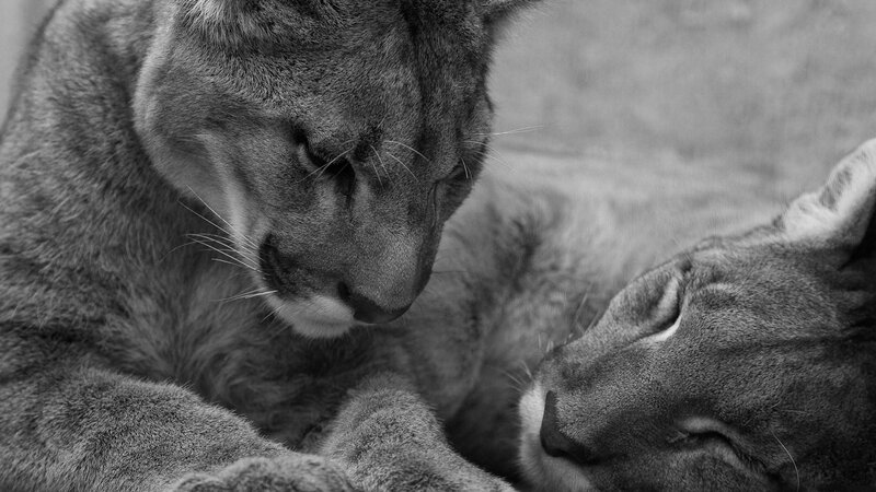 Two cougars resting together
