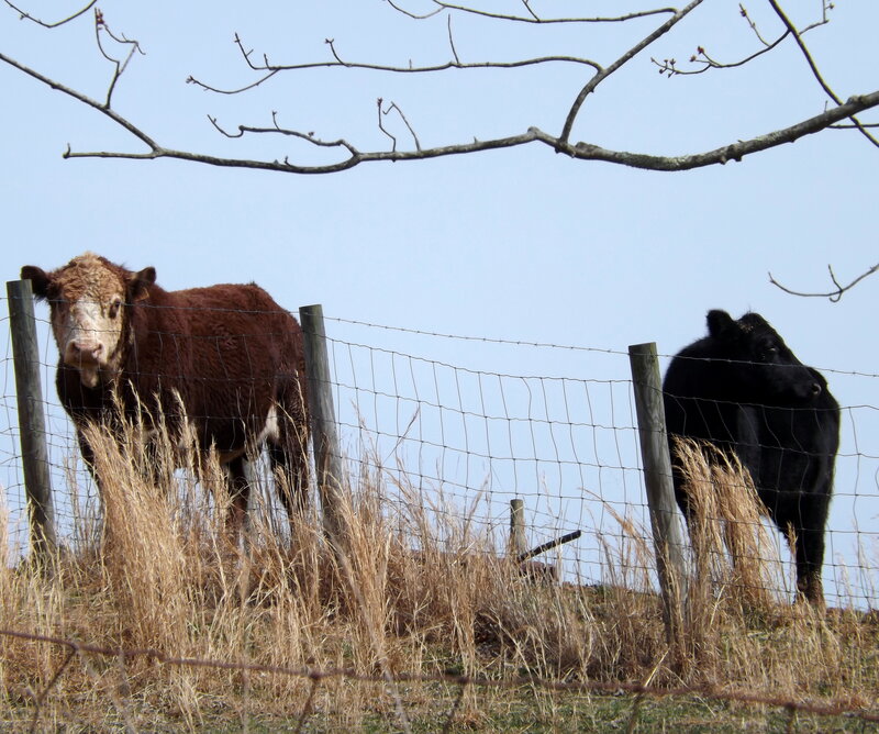 Two Cows Behind Fence
