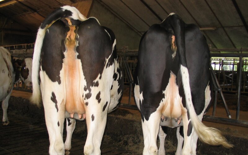two cows in a barn