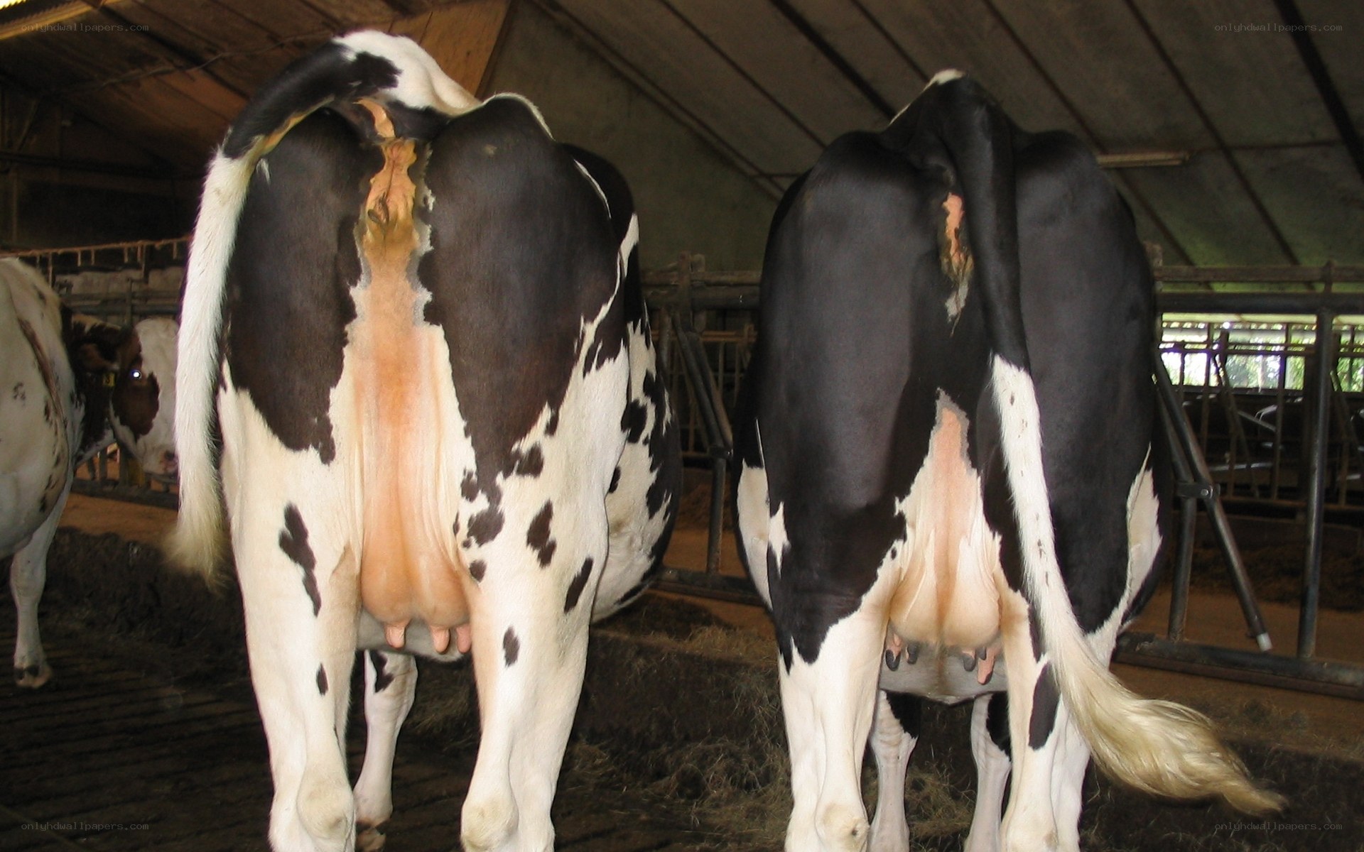 two cows in a barn