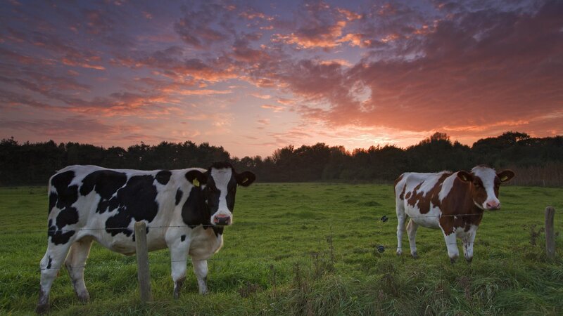 Two Cows in a Field — Green, Serene, Sunset
