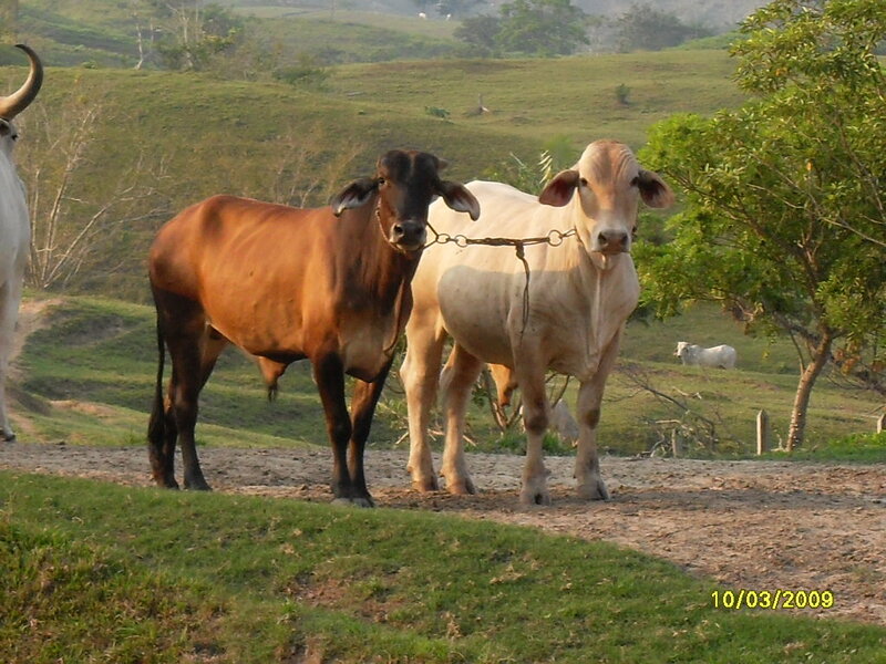 Two Cows in a Field — Green