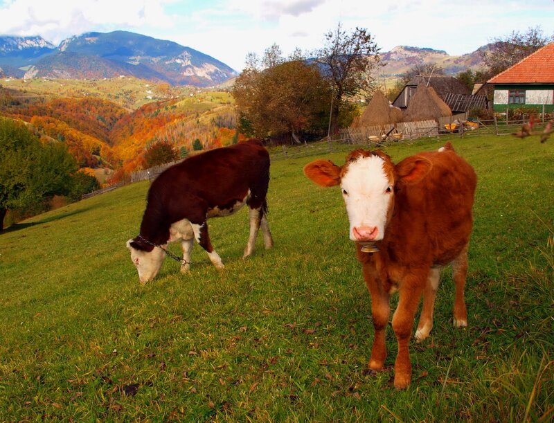 Two Cows in a Field