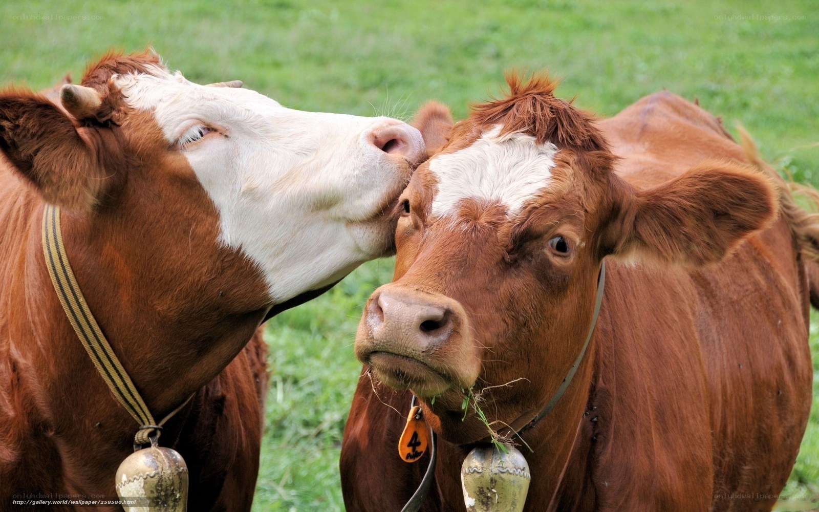 Two cows in a grassy field