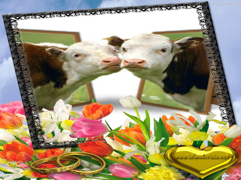 Two Cows Kissing