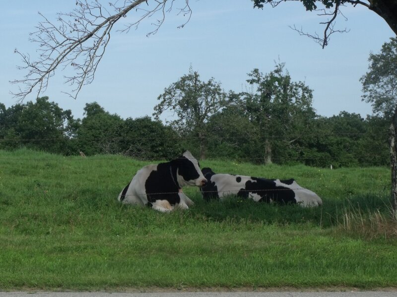 Two Cows Lying in Grass