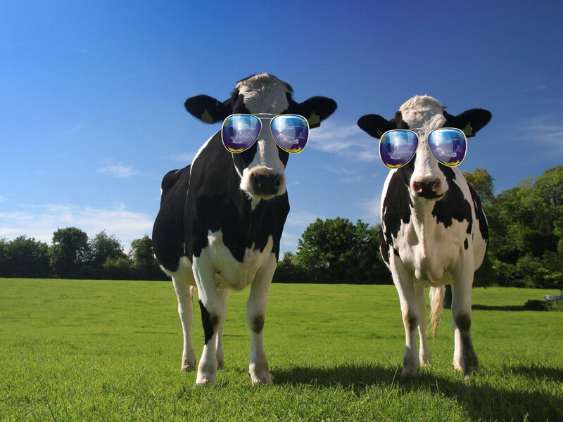 two cows wearing sunglasses