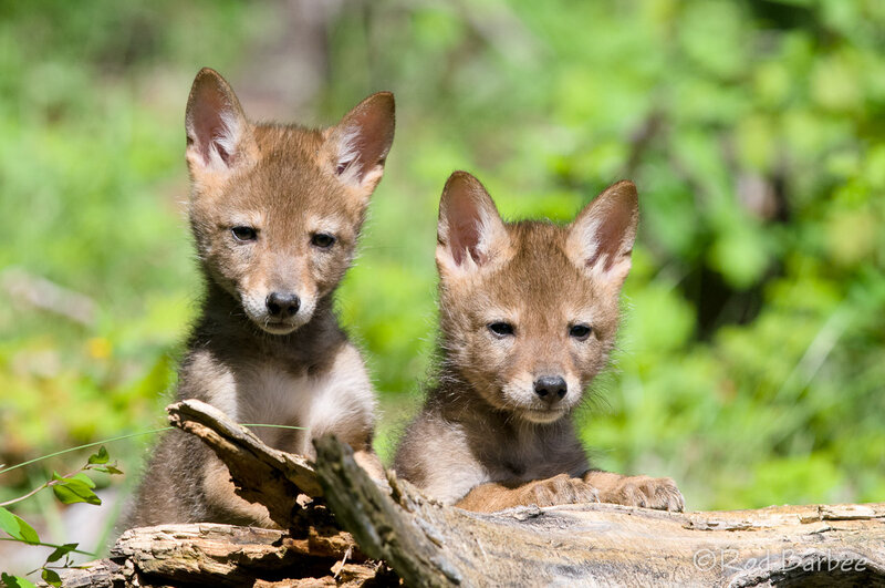Two Coyote Pups — Brown, Calm
